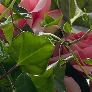 Meet your Posher, Romanda